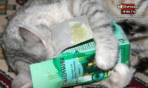 Как можно давать валериянку