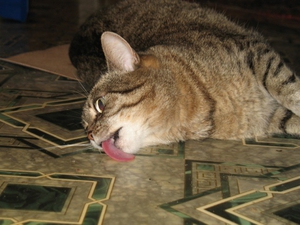 Почему коты любят валериянку