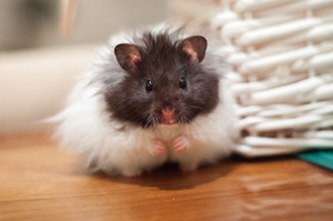 Описание сирийского хомяка