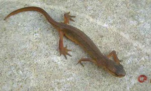 Тритон водяной аквариумный