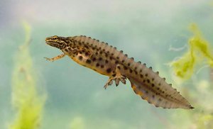 Плавающий тритон в аквариуме