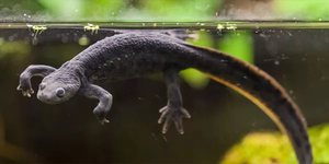 Черный тритон в воде