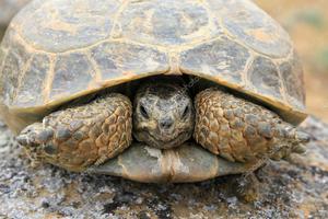 Уход за среднеазиатской черепахой в домашних условиях