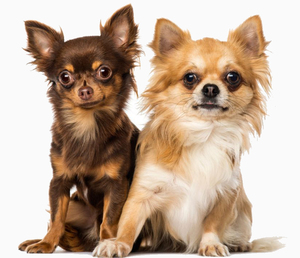 У замечательный веселый нрав