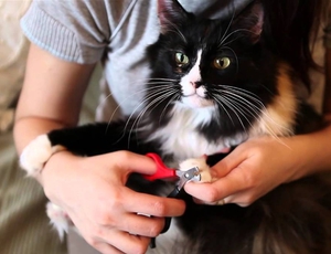 Как безопасно подстричь когти кошке дома: пошаговая инструкция