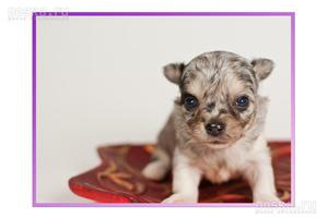 Особенности породы чихуахуа