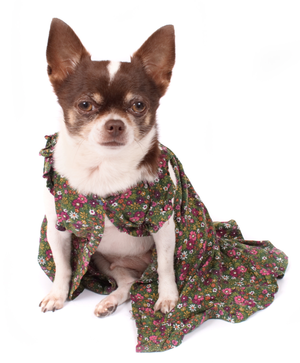 У чихуахуа есть отрицательные черты