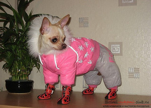 Собака в зимнем комбинезоне и обуви