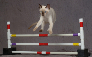 Как дрессировать кошку дома: простые и эффективные методы