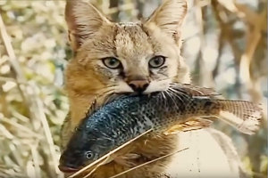 Болотная рысь: правда о камышовом коте и тростниковой кошке