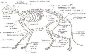 Скелет кошки: анатомия, строение и роль в работе органов