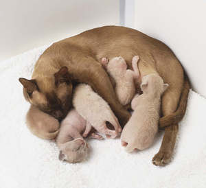 Анатомия  кошек -обзор