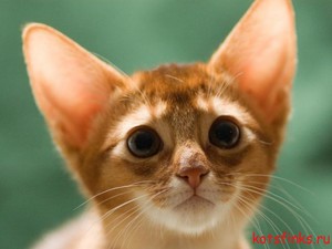 Особенности строения скелета кошки