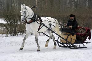Сбруи и уздечки