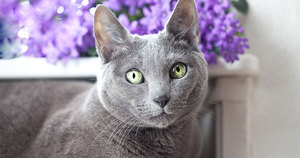 Описанеи породы кошек