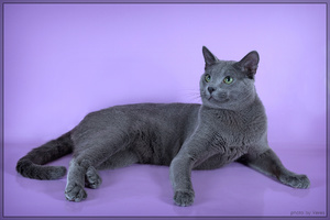 Характе голубых кошек