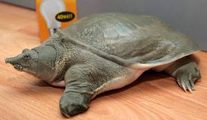 Черепаха Китайский трионикс