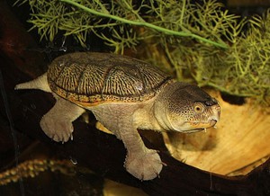 Иловая черепаха