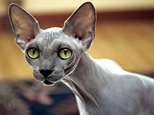 Характер сфинксов