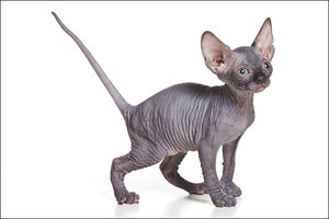 Уход за кошками