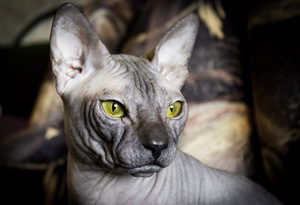 Как выглядит кошка сфинкс