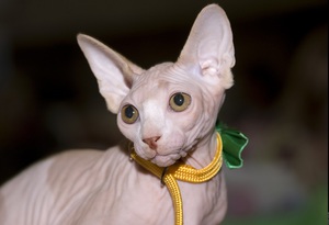 Особенности породы сфинкс