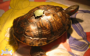 Питание красноухих  черепах