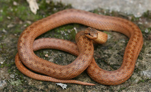 Ядовита ли обыкновенная медянка: правда о змее