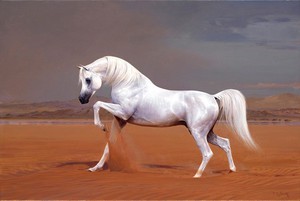 Белый арабский конь