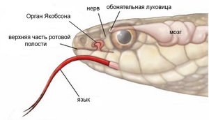 Орган Якобсона у змей