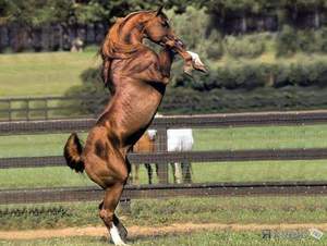 Арабский скакун на соревнованиях