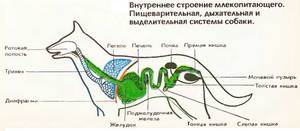 Скелет собаки