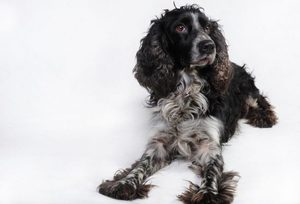 Русский кокер-спаниель: описание породы, характер и уход