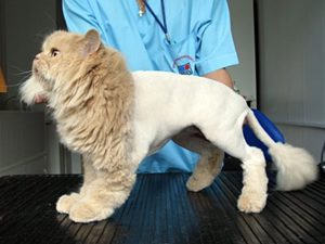 Стрижки для кошек