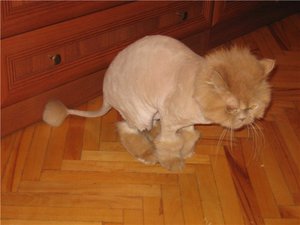 Модные стрижки кошкам