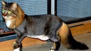 Особенности стрижек кошкам