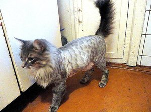 Как стричь кота дома: виды стрижек и пошаговая инструкция