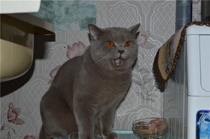 Возраст кошки