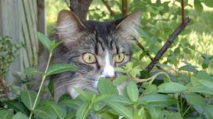 Какие запахи не любят коты и кошки