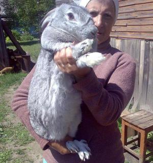 Серый Великан