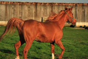 Скорость лошади: средняя и максимальная на скаку