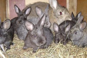 Крольчата