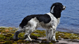 Русский охотничий спаниель - стандарт породы