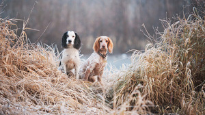 Русский спаниель - как воспитывать собаку