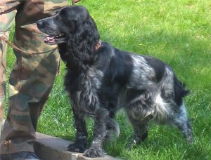 Чем интересна порода русский спаниель