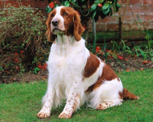 Вельш спрингер-спаниель - что это за собаки