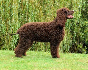 Ирландский водяной спаниель - красивые собаки