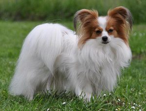 Континентальный той спаниель - декоративные породы собак