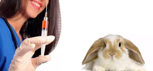 Вакцинация кроликов