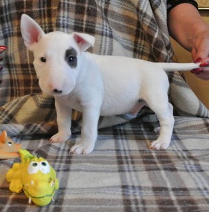 Мини-бультерьер: описание породы и уход в домашних условиях